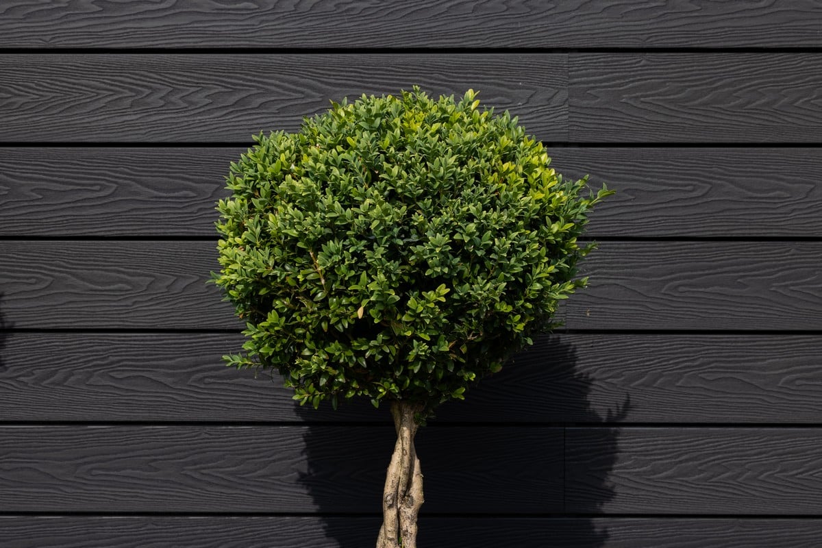 Piranha Traditional Composite Cladding - Black Carbon - 3.6mtr Price Comparisons | Compare The Build